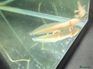 Axolotl reptiles Baby axolotl - Advert 1