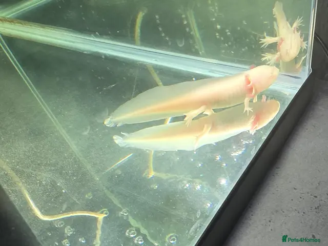 Axolotl reptiles Baby axolotl - Advert 1