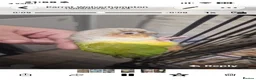 Parrots birds for sale: Birds/Parakeets/Parrots/Amazons  - Advert 22