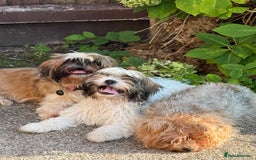 Mixed Breed dogs for sale: Female Shi Tzu x Bichon - Image 5