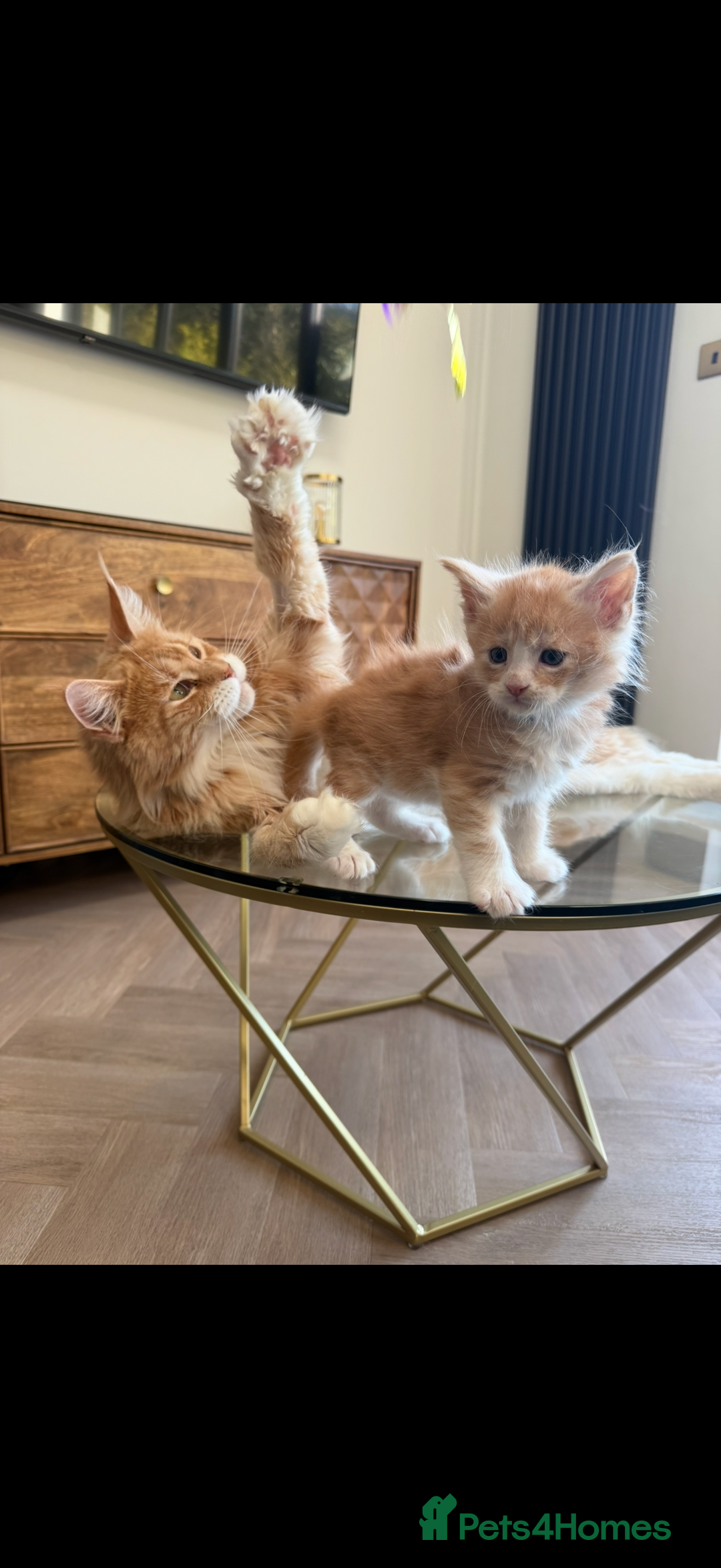 Maine Coon cats for sale: Maine Coon Kittens - Image 12