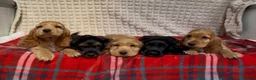 Cocker Spaniel dogs for sale: STUNNING COCKER SPANIEL PUPPIES  - Advert 12