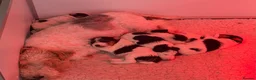 Fox Terrier dogs for sale: Kc wire fox terriers - Advert 2