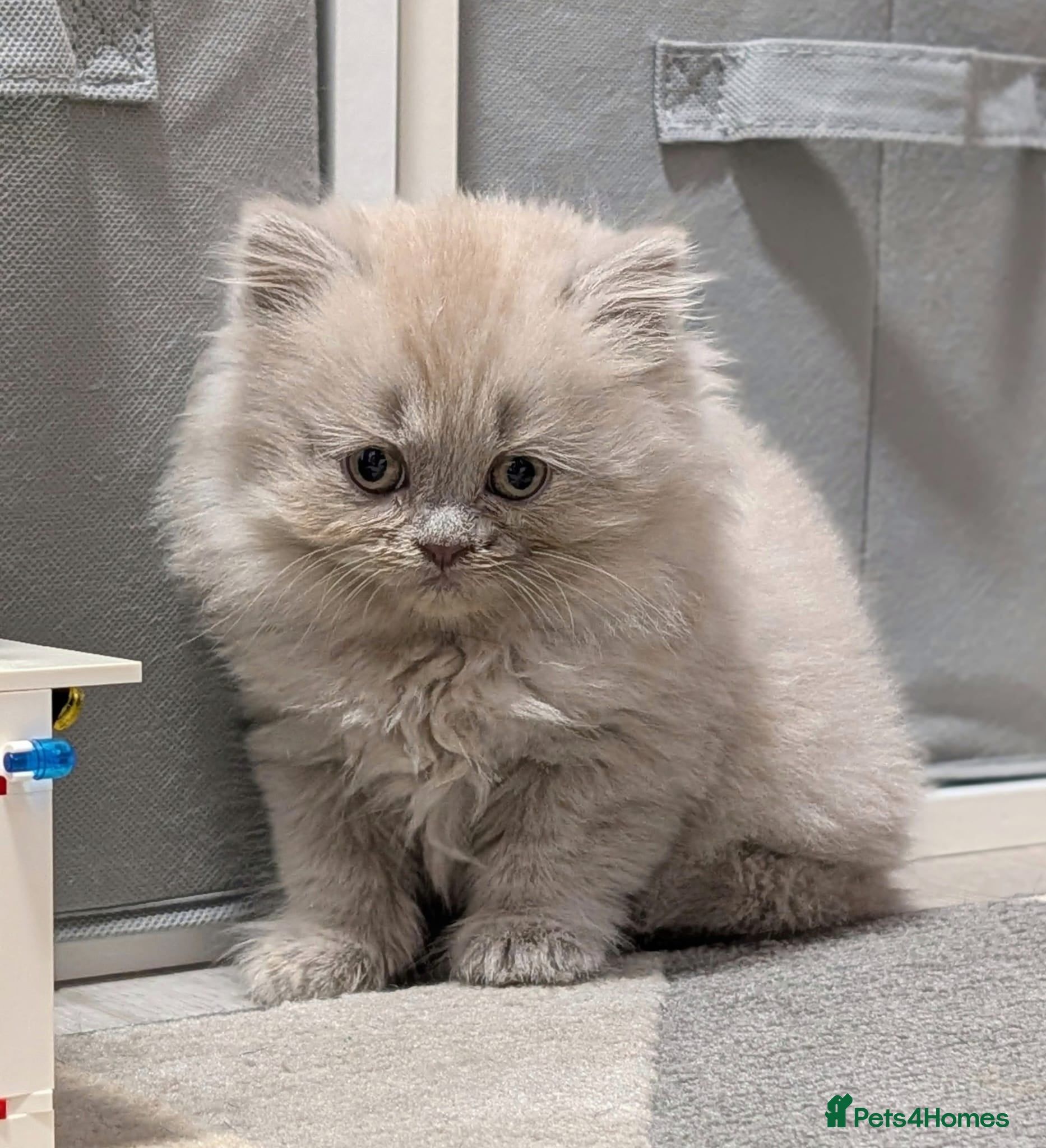 British Shorthair cats Stunning British Shorthair kittens boy and girl - Advert 1