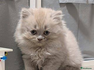 British Shorthair cats Stunning British Shorthair kittens boy and girl - Advert 5