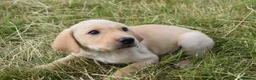 Labrador Retriever dogs for sale: Stunning Working Pedigree Labrador Puppies  - Advert 8