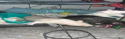 Rat rodents for sale: 3 female rats urgent need of rehoming - Advert 4