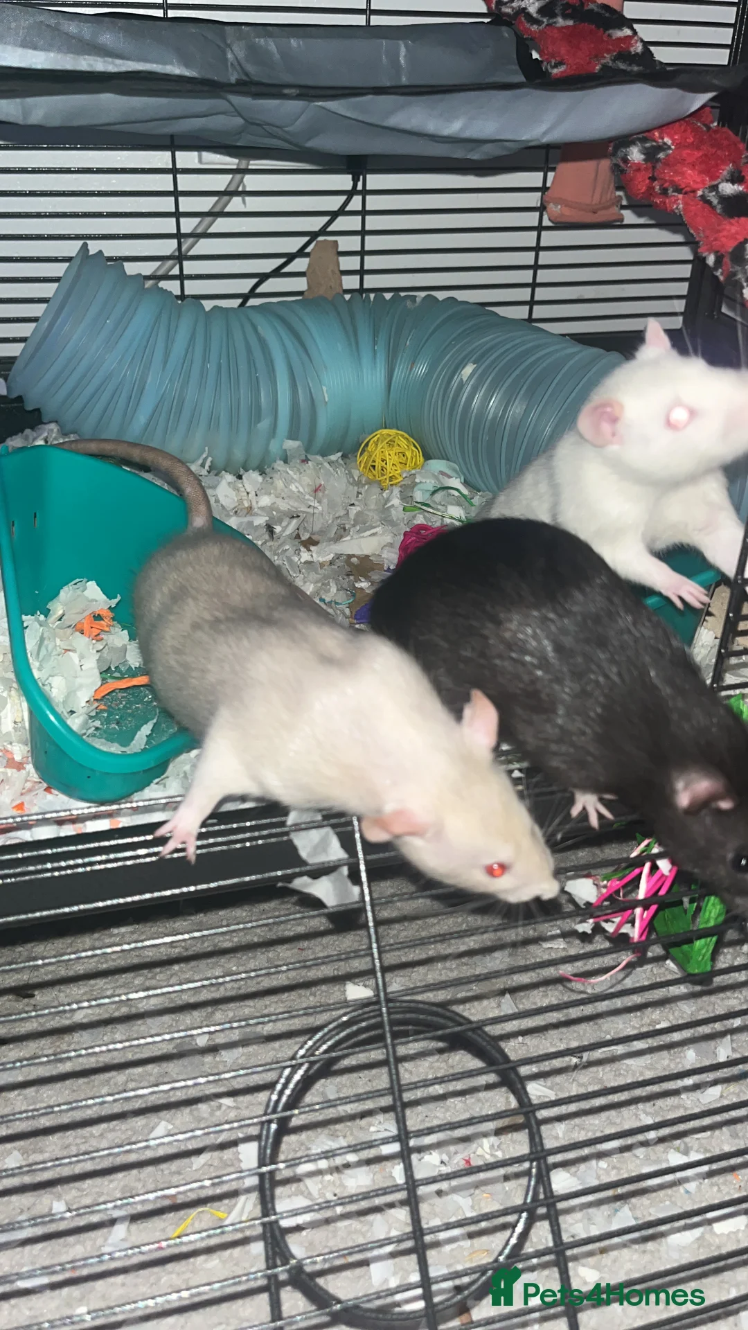 Rat rodents for sale: 3 female rats urgent need of rehoming - Advert 4