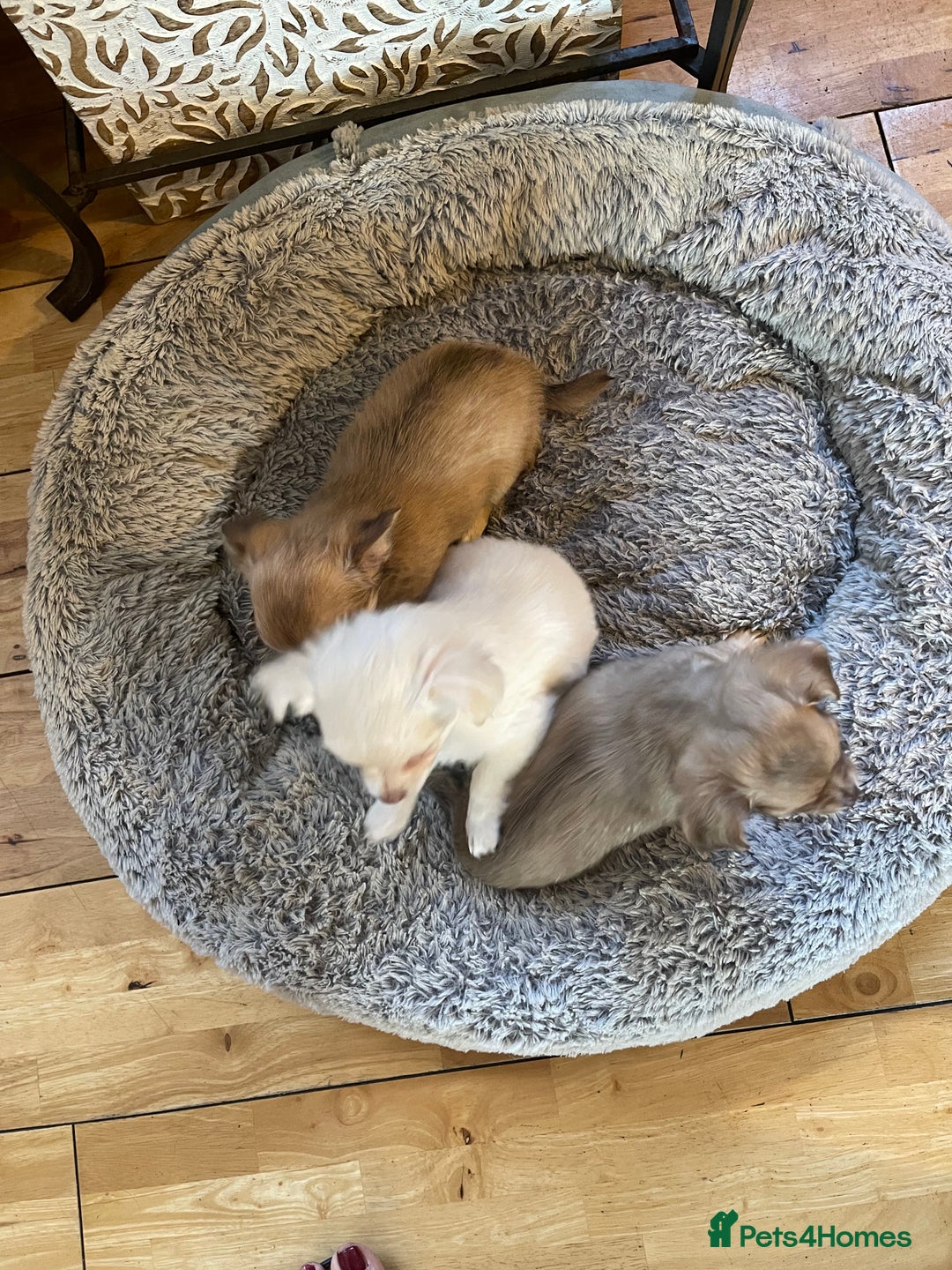 Chihuahua dogs for sale: 6 month old lovable puppy - Image 4