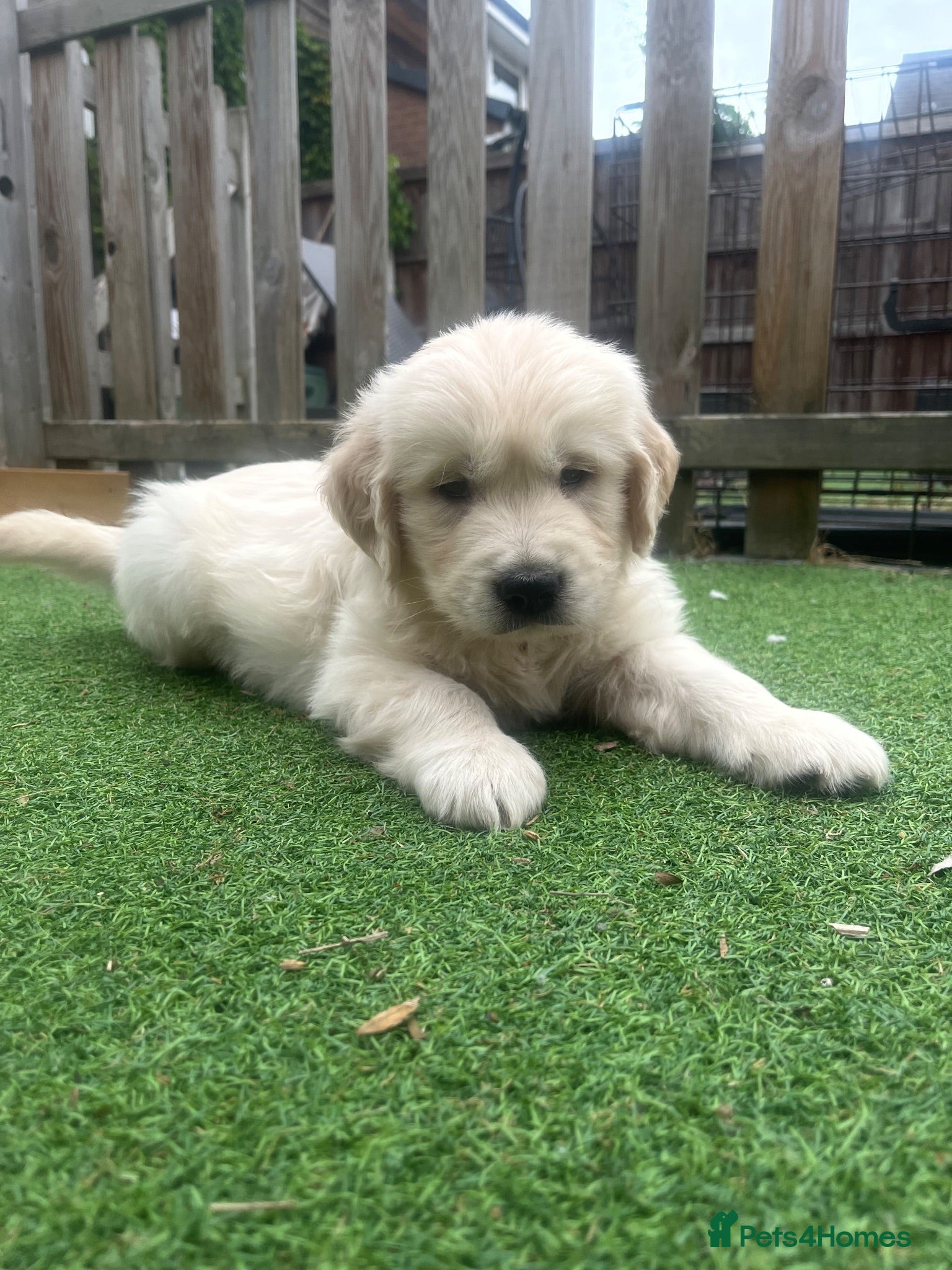 Golden Retriever dogs Gorgeous golden retriever puppies 🐶  - Advert 2