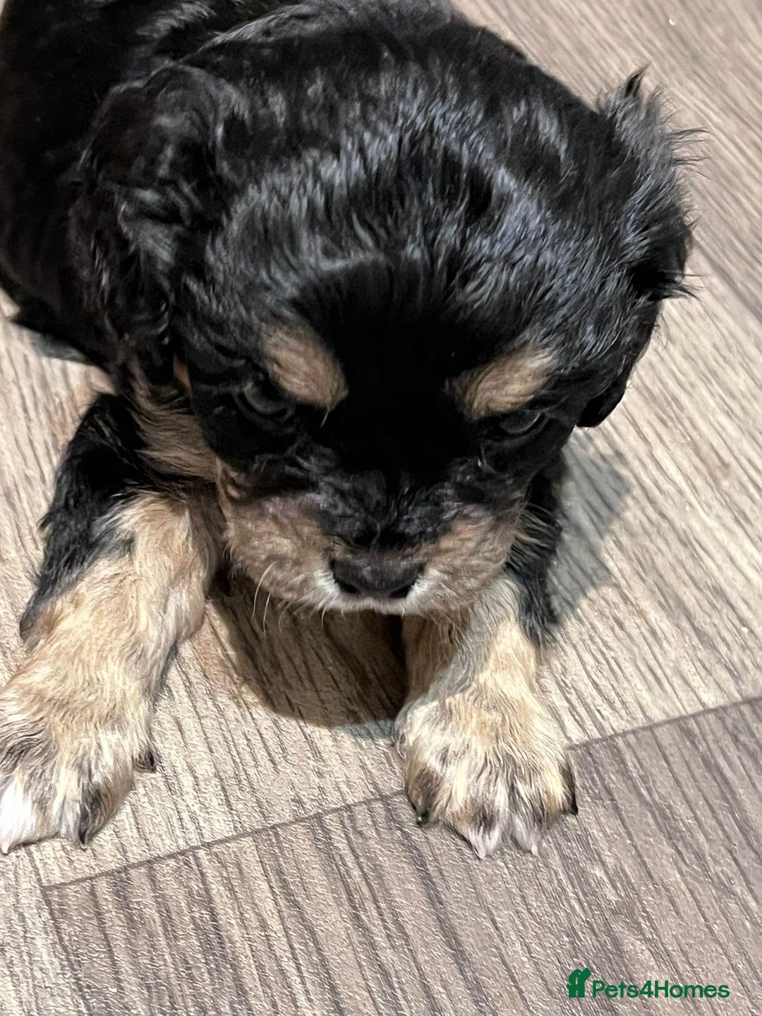 Cavapoo dogs for sale: Beautiful F1B REVERSE Cavapoos - Advert 5