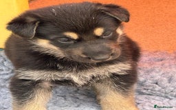 German Shepherd dogs for sale: GSD Puppies, straight back  - Image 6