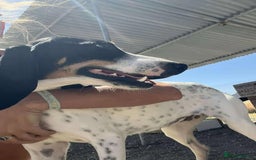 Mixed Breed cats for adoption: Lisbon - Sweetheart Dog with much love to give.  - Image 7