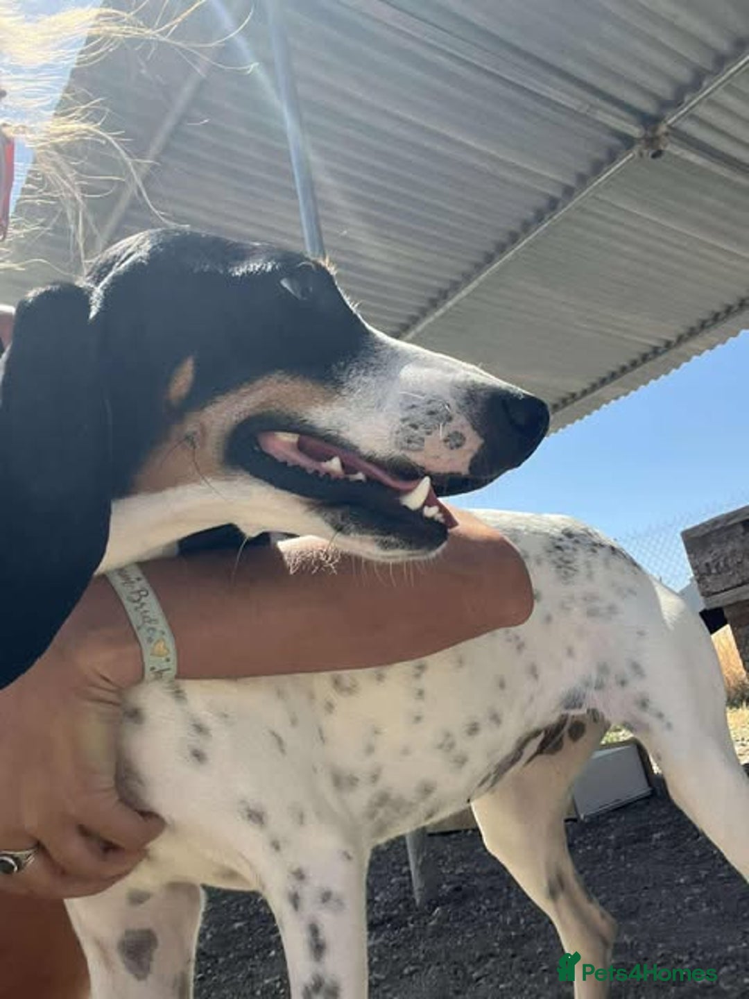 Mixed Breed cats for adoption: Lisbon - Sweetheart Dog with much love to give.  - Image 7