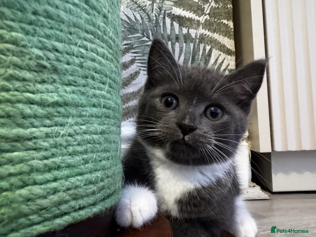 British Shorthair cats for sale: Kittens British Shorthair  - Advert 8