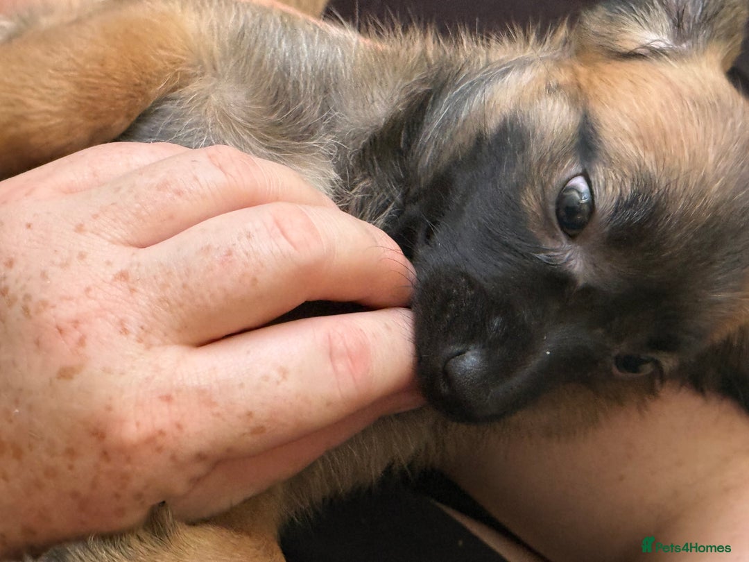 Mixed Breed dogs for sale: 4beautiful terrierxGerman ShepherdxLabrador puppy - Image 25