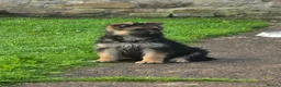 German Shepherd dogs for sale: Gorgeous German shepherd puppies - Advert 3