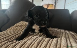 Mixed Breed dogs for sale: Pups for sale  - Image 5