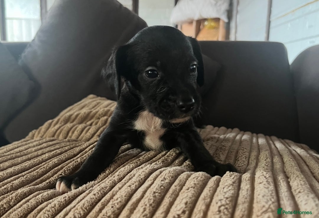 Mixed Breed dogs for sale: Pups for sale  - Image 5