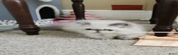 Persian cats for sale: Pedigree Persian exotic  - Advert 4