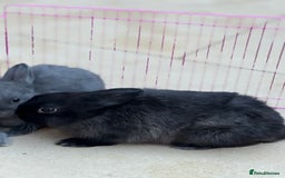 Netherland Dwarf rabbits for sale: Pure Bred Netherlands Dwarf Bunnies  - Image 3