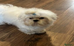 Maltese dogs for sale: Beautiful Korean Maltese in Barnstaple - Image 3