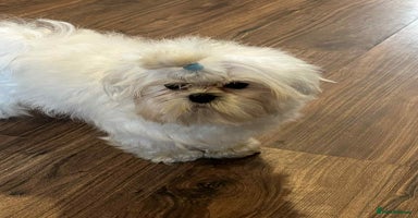 Maltese dogs in Barnstaple - Advert 14