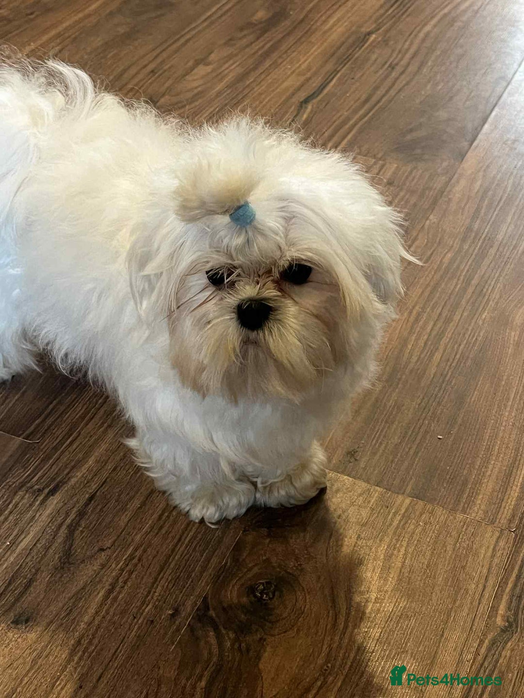 Maltese dogs for sale: Beautiful Korean Maltese in Barnstaple - Image 3