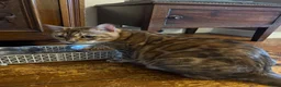 Bengal cats for sale: Bangal x kittens  - Advert 17