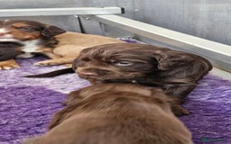 Cocker Spaniel dogs for sale: 8 AMAZING KC REG WORKING COCKER SPANIEL PUPPIES - Image 7