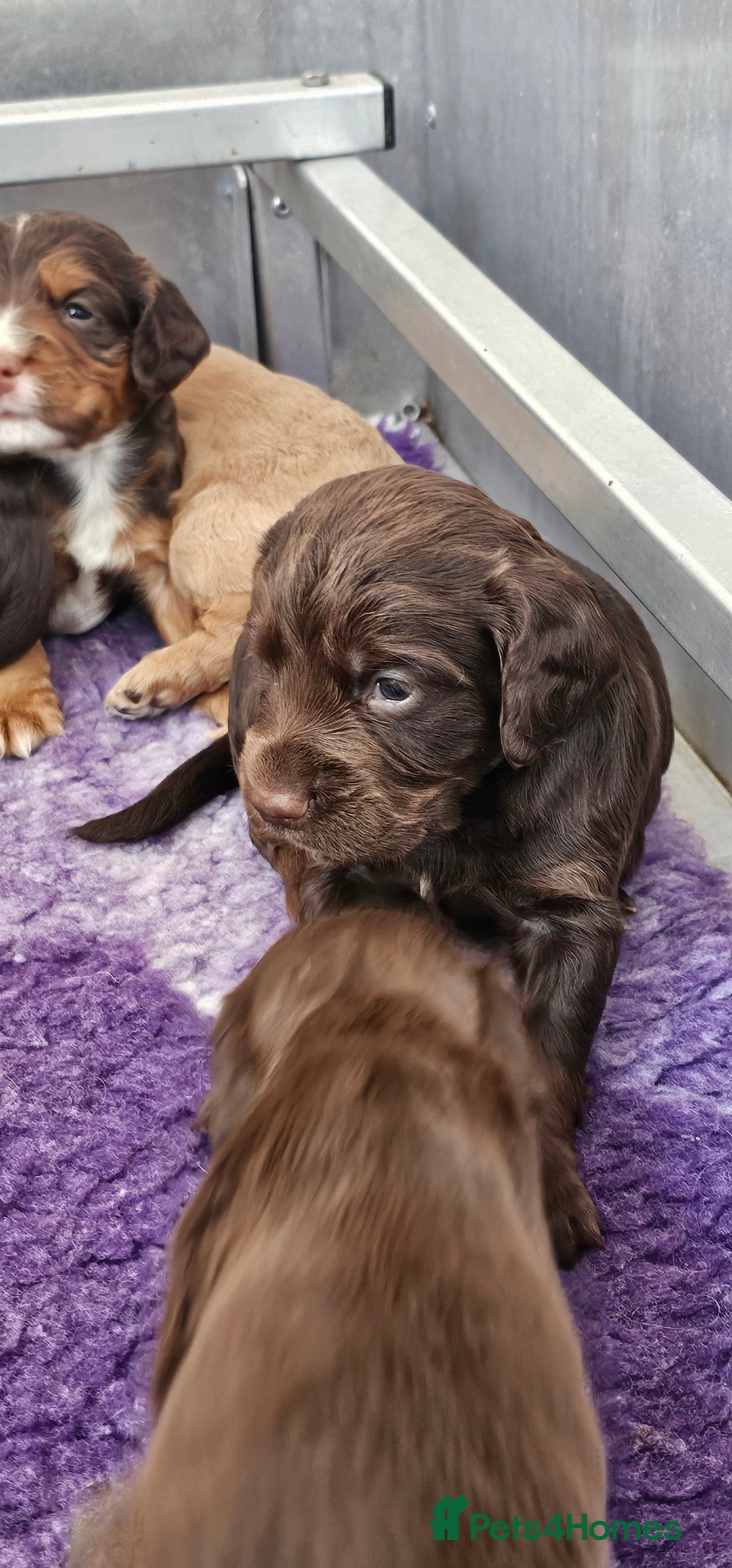 Cocker Spaniel dogs for sale: 8 AMAZING KC REG WORKING COCKER SPANIEL PUPPIES - Image 7