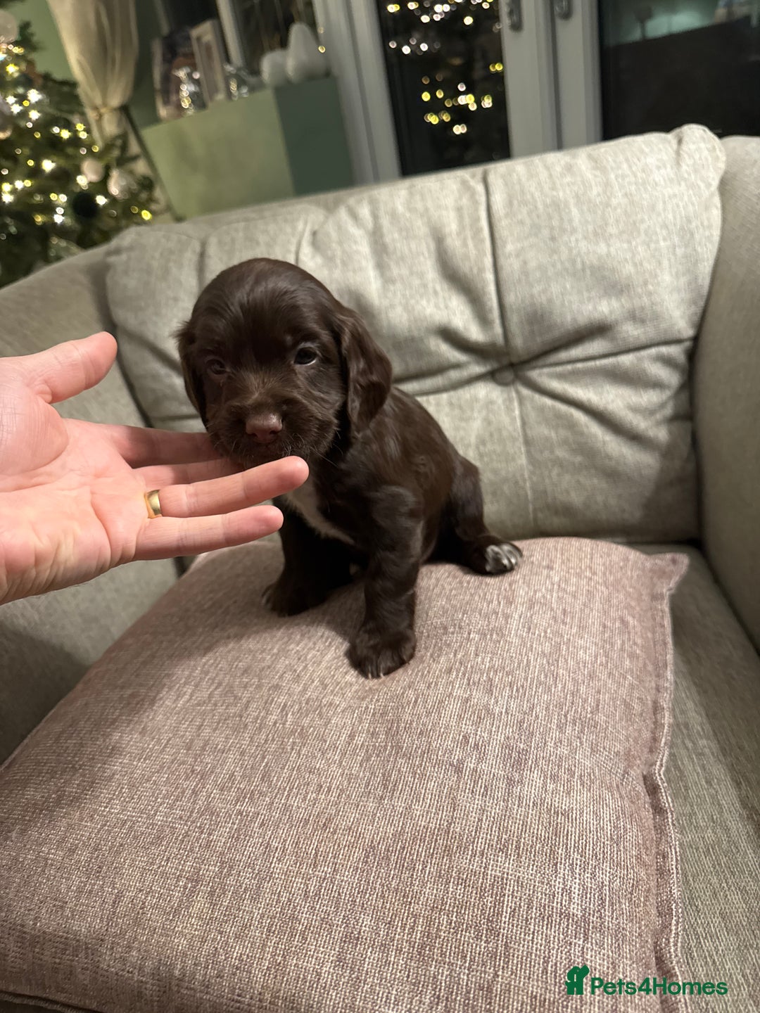 Cocker Spaniel dogs for sale: Litter of Cocker Spaniels ready for New Year - Advert 25