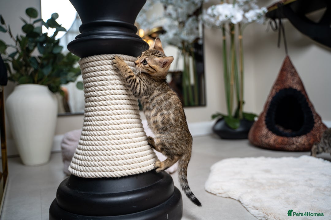 Bengal cats for sale: BABETTE-LAST available girl from the litter-TICA  - Image 33