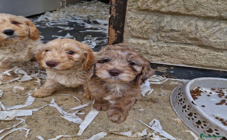 Cockapoo dogs - Advert 15