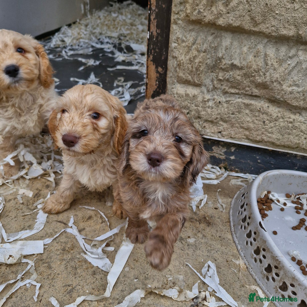 Cockapoo dogs for sale: Cockapoo puppies  - Image 1