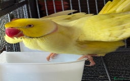 Ringnecks birds for sale: Pair ringneck - Advert 11