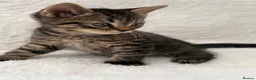 Mixed Breed cats for sale: Tabby male kittens  - Advert 5