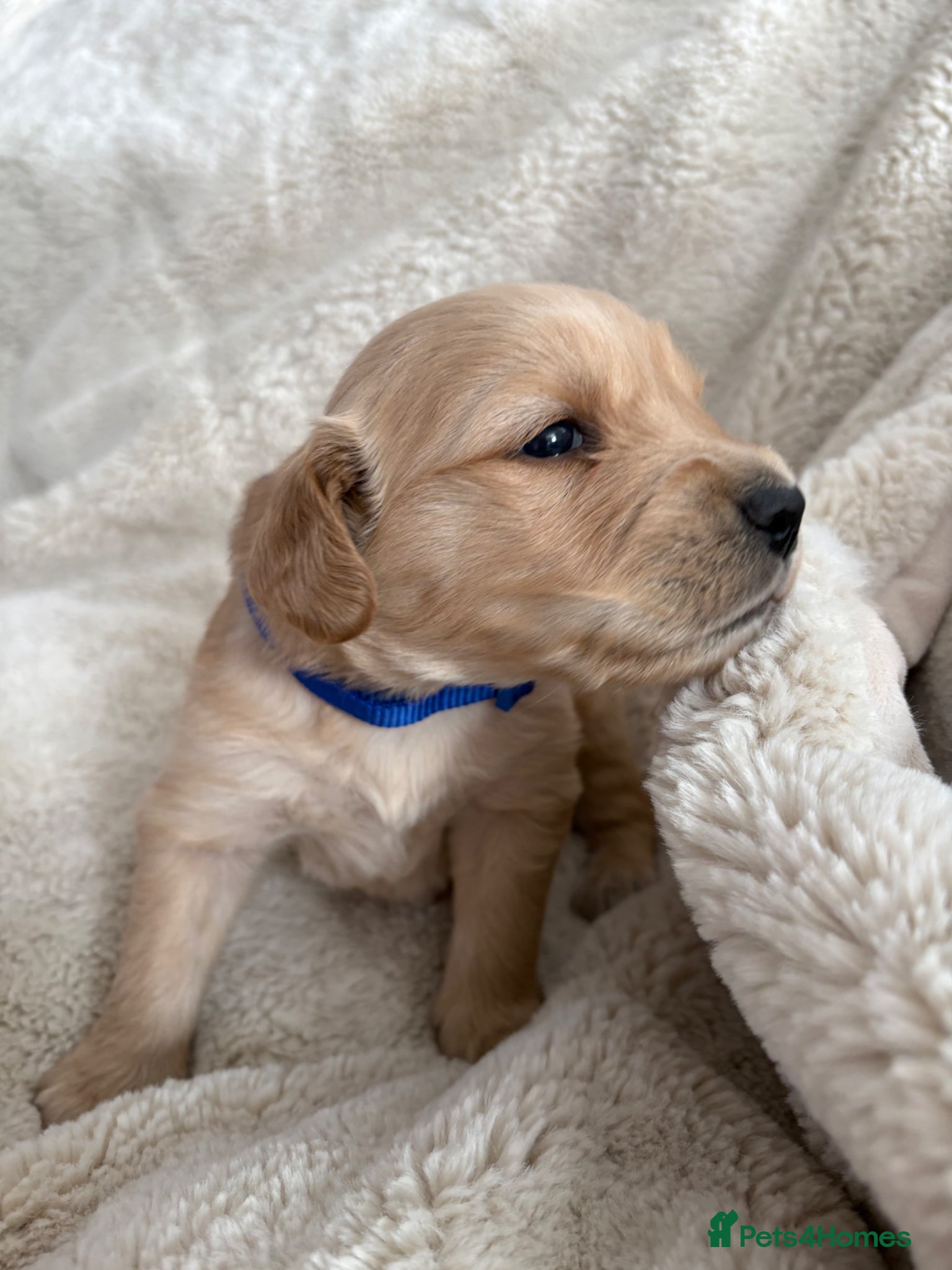 Golden Retriever dogs Dark golden retriever puppies kc reg 🐶🐾🦴 - Advert 8