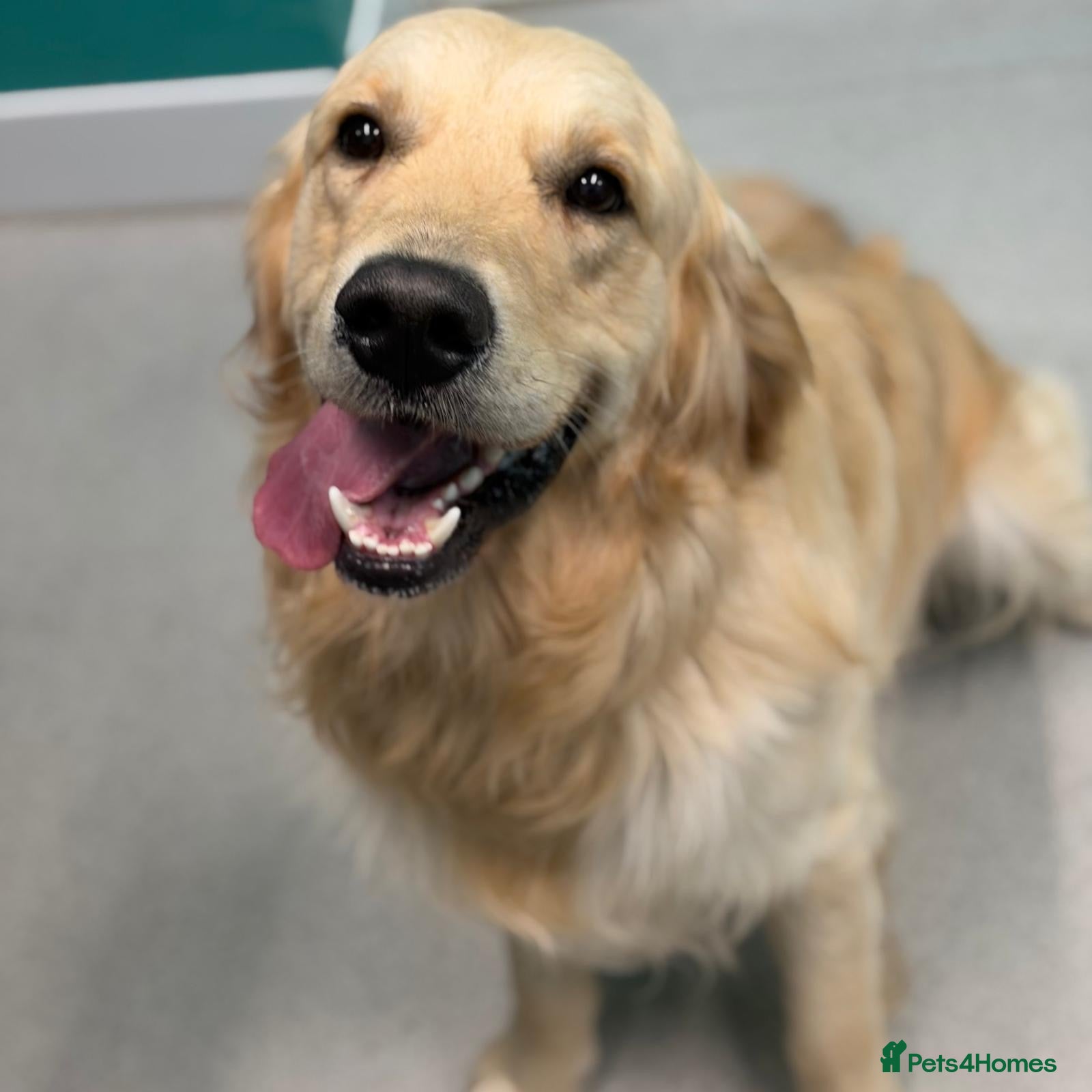 Golden Retriever dogs Handsome KC registered golden retriever for stud  - Advert 6