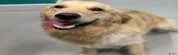 Golden Retriever dogs for stud: Handsome KC registered golden retriever for stud  - Advert 1
