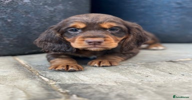 Cocker Spaniel dogs - Advert 5