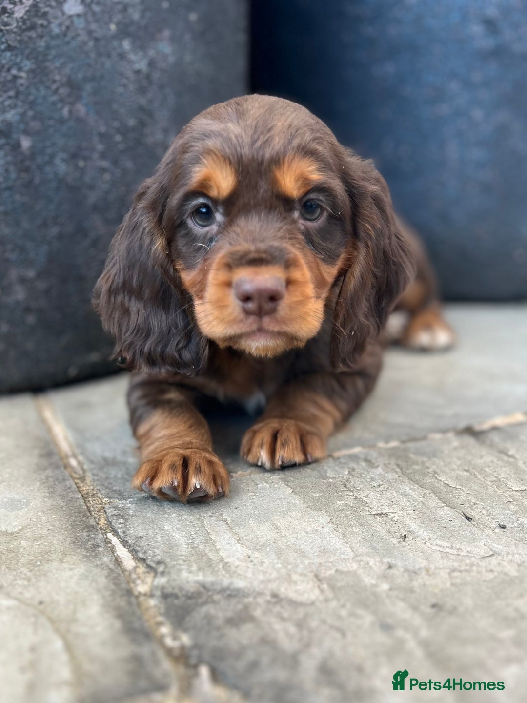 Cocker Spaniel dogs for sale: KC HEALTH TESTED CHOCOLATE AND TAN COCKER SPANIELS - Image 3