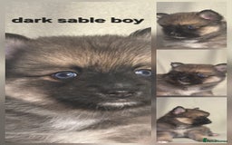 Pomsky dogs for sale: Stunning F4 Pomsky pups  - Image 12