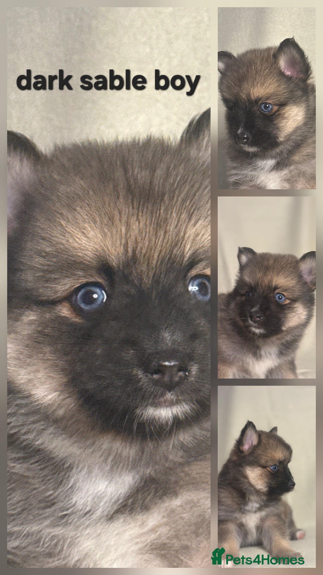 Pomsky dogs for sale: Stunning F4 Pomsky pups  - Image 12