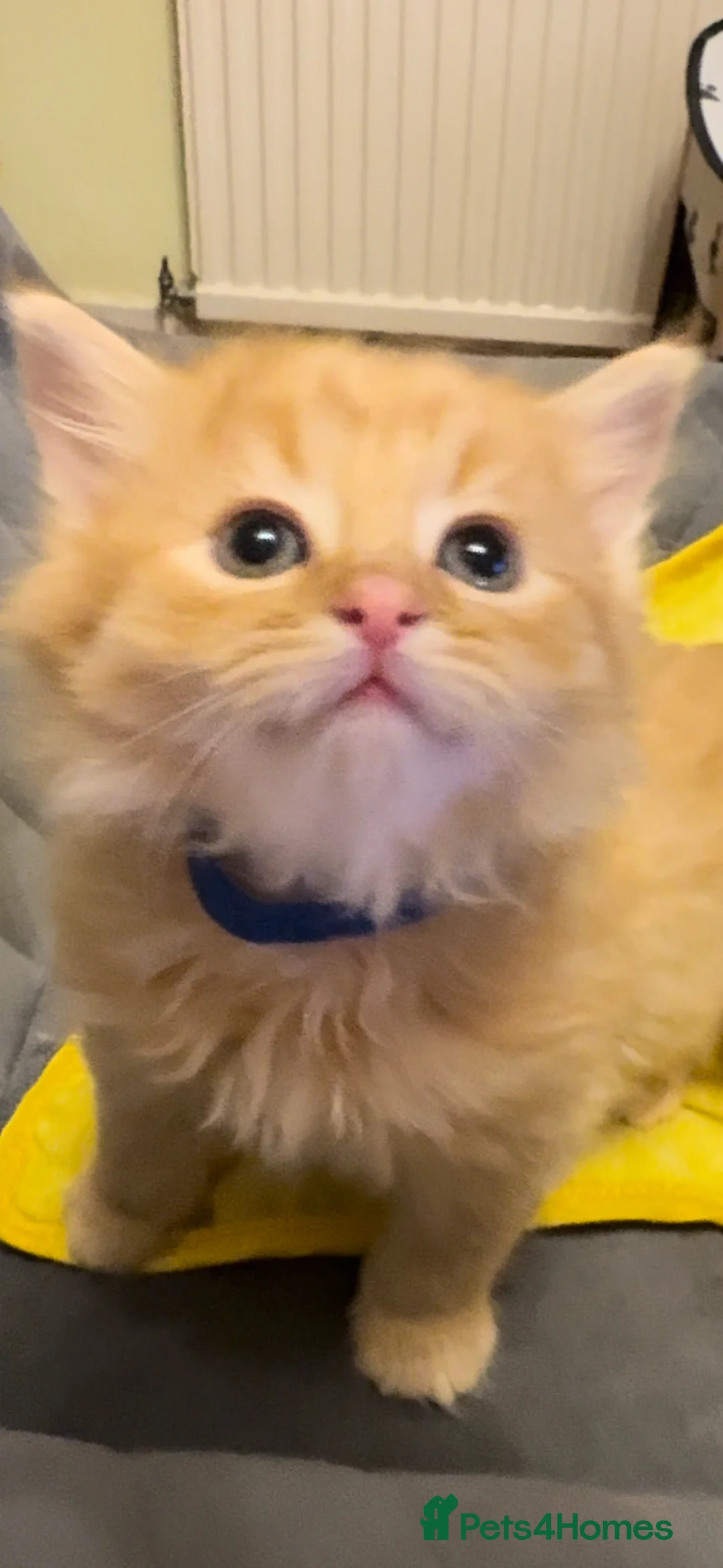 Mixed Breed cats for sale: Stunning pretty babies  in Sevenoaks - Advert 1