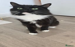 Mixed Breed cats for sale: 2 cats just obe 1 year old for rehoming  - Image 2