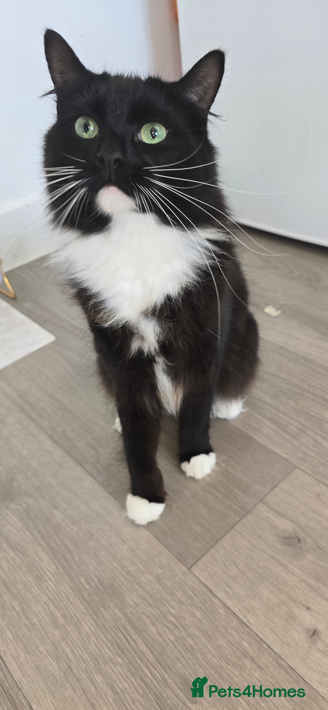 Mixed Breed cats for sale: 2 cats just obe 1 year old for rehoming  - Image 2