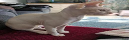 Sphynx cats for sale: 9 month old female sphynx  - Advert 9