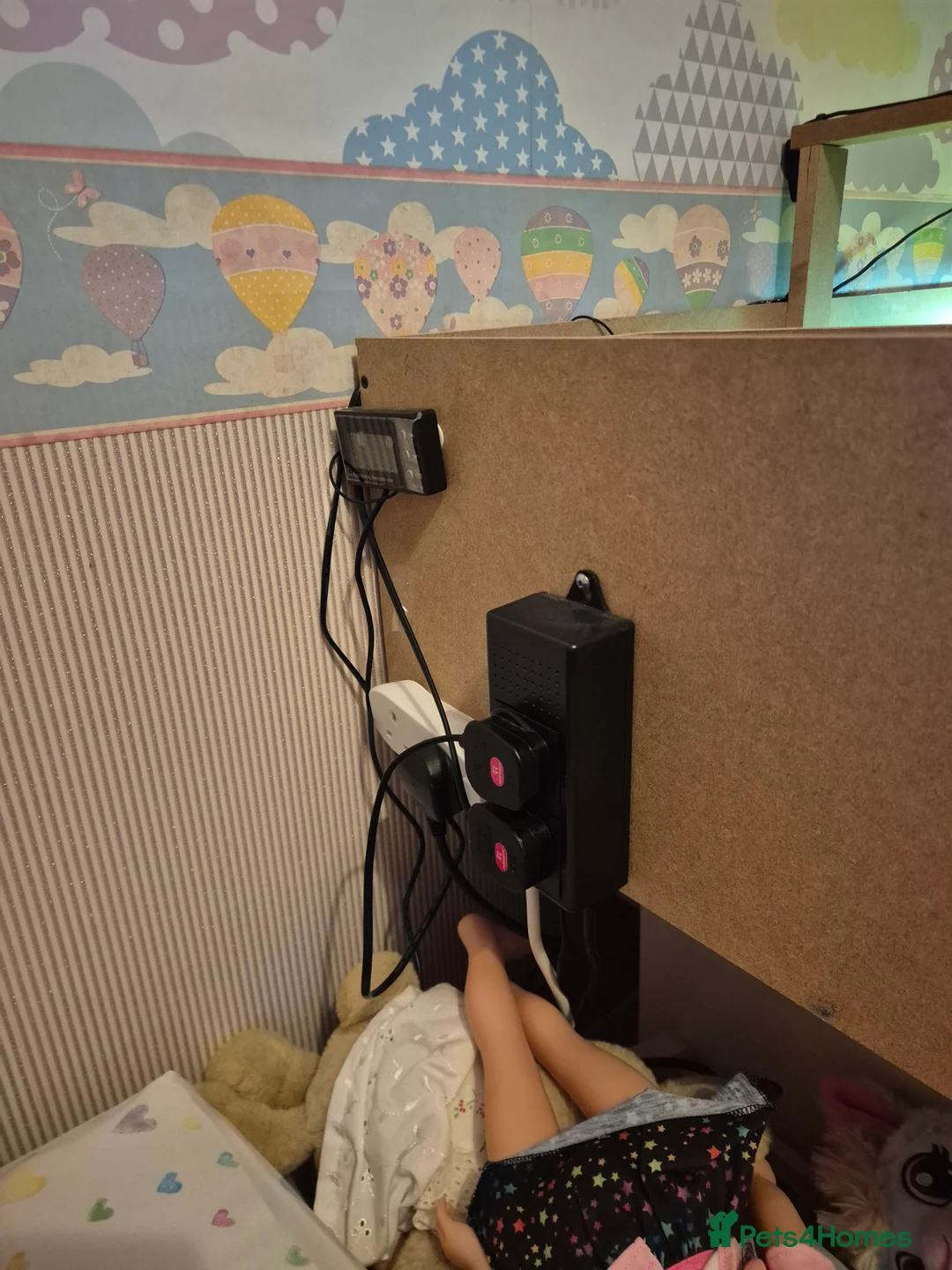 Tortoise reptiles for sale: Horsefield tortoise and enclosure - Advert 5