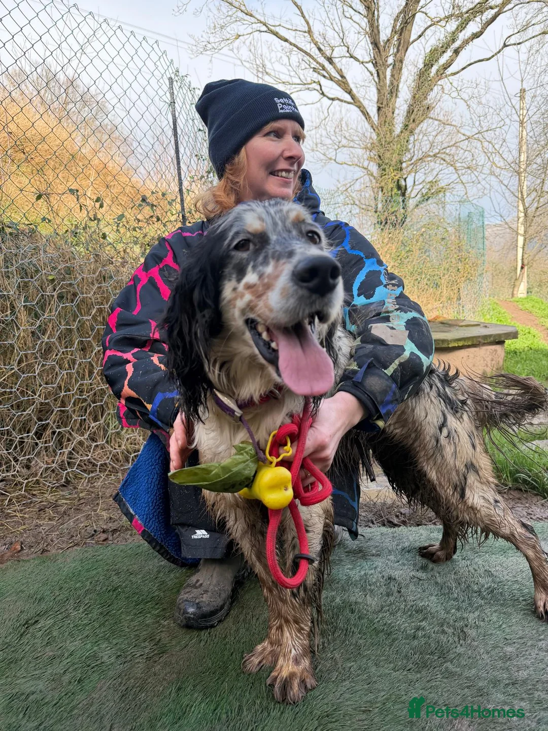 English Setter dogs for adoption: Drick - Advert 6